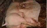Pigs 69 Sex Pose