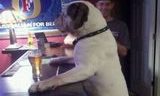 Dog Just Chillin’ and Drinking