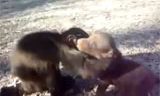 VIDEO: Monkey and puppy, so cute