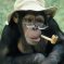 Smoking Monkeys Pics