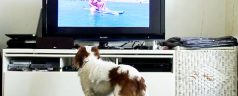 TV channel only for dogs