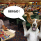 People you might find in a bingo hall as depicted by dogs